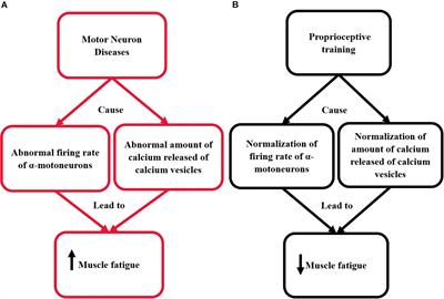 Can Proprioceptive Training Reduce Muscle Fatigue in Patients With Motor Neuron Diseases? A New Direction of Treatment